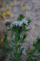 Amsonieae