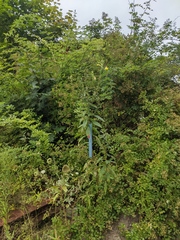 Oenothera parviflora