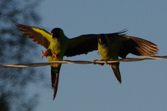Aratinga nenday