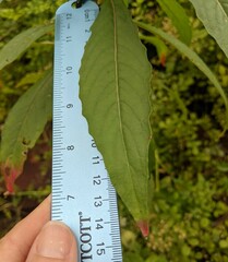 Oenothera parviflora