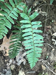 Polystichum acrostichoides