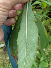 Oenothera parviflora