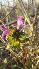 Lamium amplexicaule