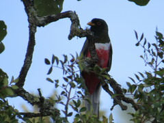 Trogon elegans