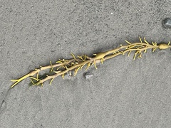 Ascophyllum nodosum