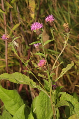 Centaurea nigra