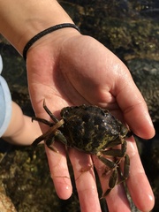Carcinus maenas