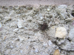 Hadrobunus maculosus