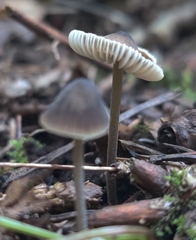 Mycena
