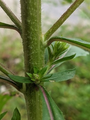 Oenothera parviflora