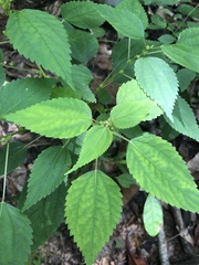 Boehmeria cylindrica