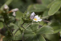 Euphrasia officinalis