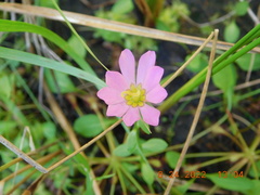 Sabatia kennedyana