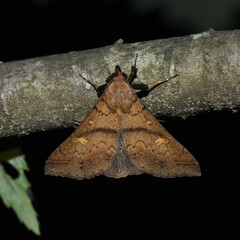 Renia discoloralis