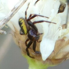 Synema globosum