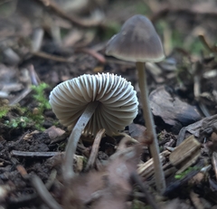 Mycena