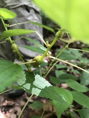 Boehmeria cylindrica