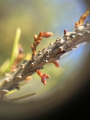 Arceuthobium pusillum