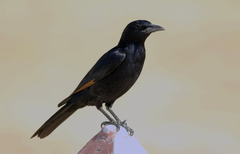Onychognathus tristramii