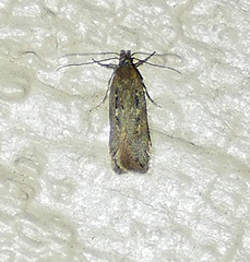 Gelechiini