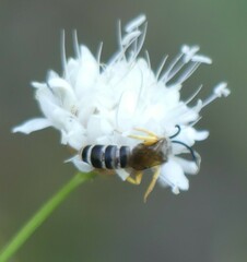 Halictus sexcinctus