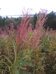 Chamaenerion angustifolium