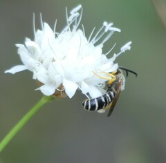 Halictus sexcinctus