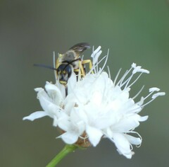 Halictus sexcinctus