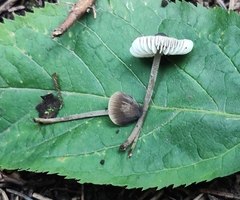 Mycena