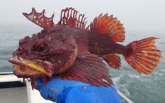 Hemitripterus americanus