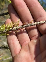 Arceuthobium pusillum