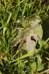 Podosphaera erigerontis-canadensis