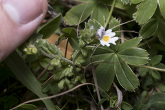 Euphrasia officinalis