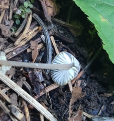 Mycena