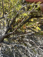 Arceuthobium pusillum