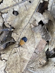 Calopteron terminale