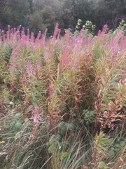 Chamaenerion angustifolium
