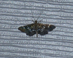 Diathrausta harlequinalis