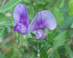 Lathyrus latifolius