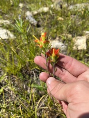 Castilleja coccinea