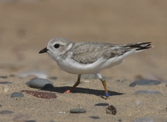Charadrius melodus