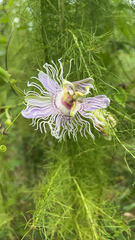 Passiflora incarnata