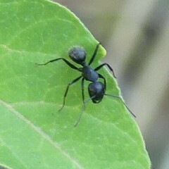 Camponotus vagus