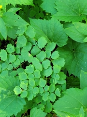 Thalictrum venulosum