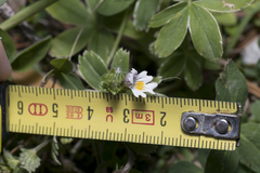 Euphrasia officinalis