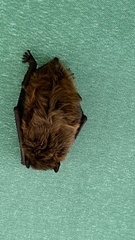 Nycticeius humeralis