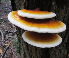 Ganoderma tsugae