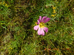 Sabatia kennedyana