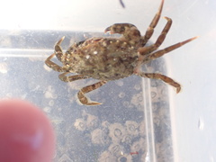Carcinus maenas