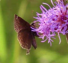 Erynnis baptisiae